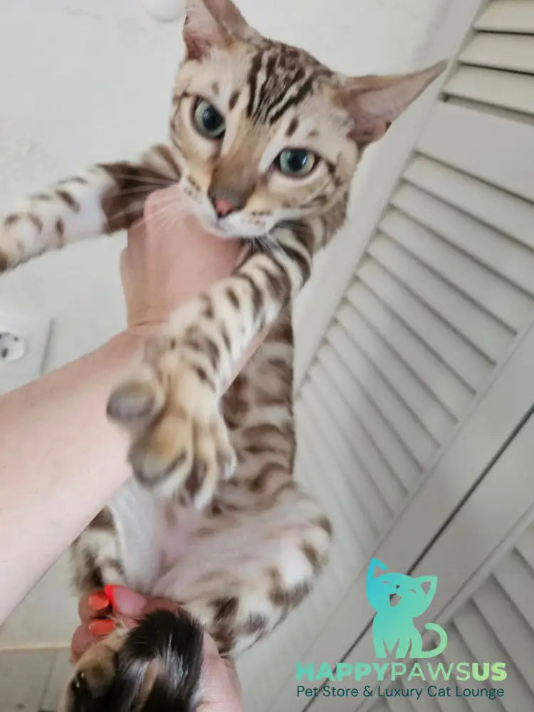 Disel Bengal male sepia spotted tabby Final Balance live animals