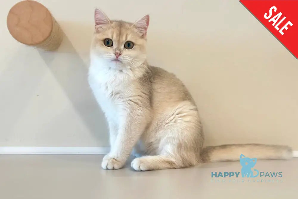 Diva British Shorthair female blue golden chinchilla - live animals
