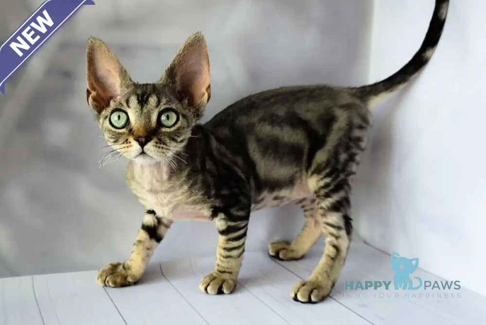 Diva Devon Rex female black tabby live animals