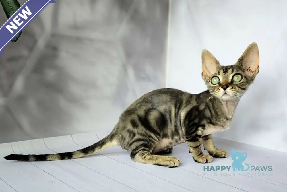Diva Devon Rex female black tabby live animals