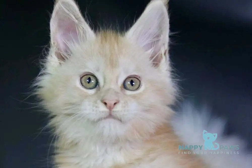 Diva Maine Coon female red silver live animals