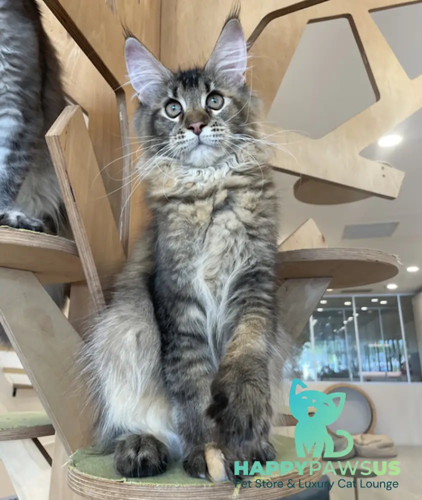 Diva Maine Coon female tortie ticked tabby - live animals
