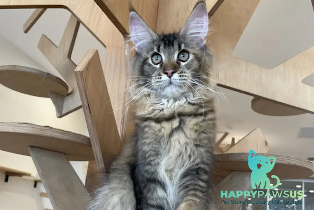 Diva Maine Coon female tortie ticked tabby - live animals
