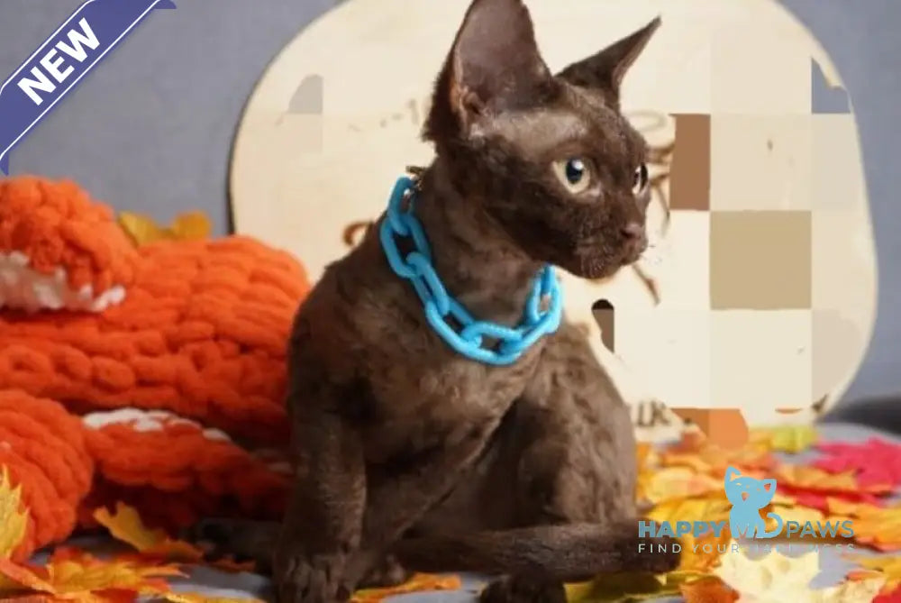 Dixi Devon Rex male cinnamon live animals