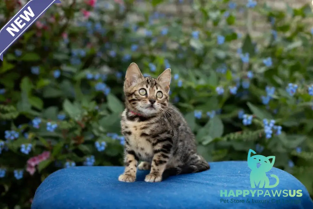 Dixie Bengal female black spotted tabby - live animals