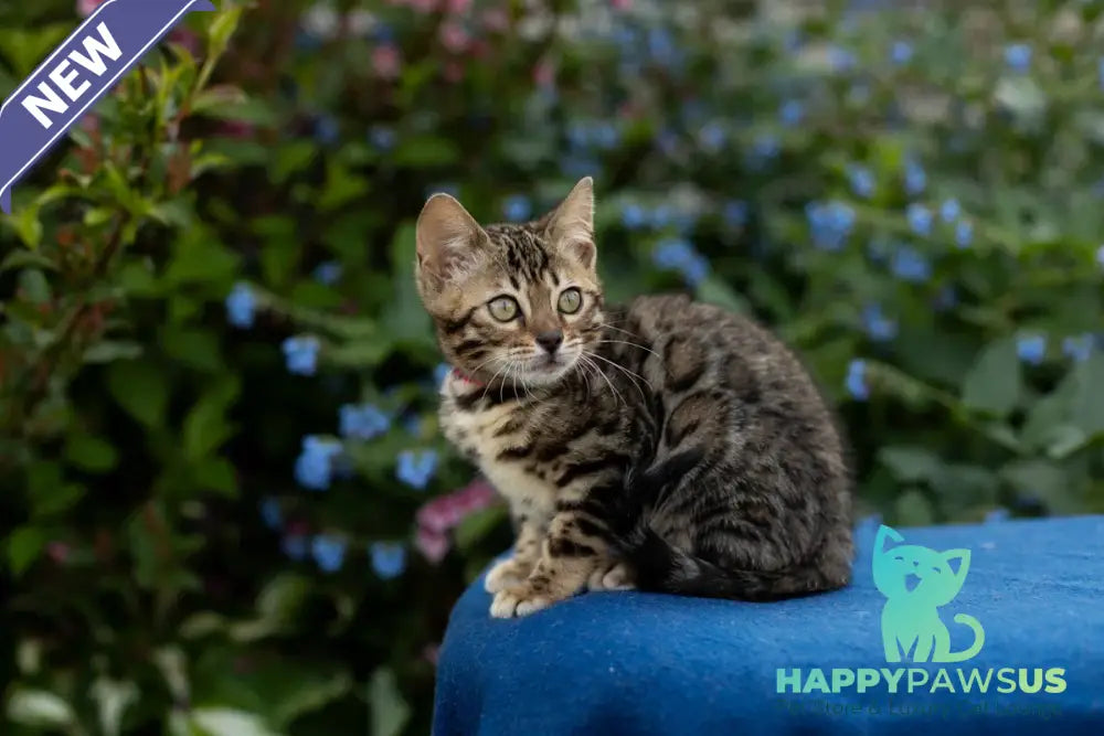 Dixie Bengal female black spotted tabby - live animals