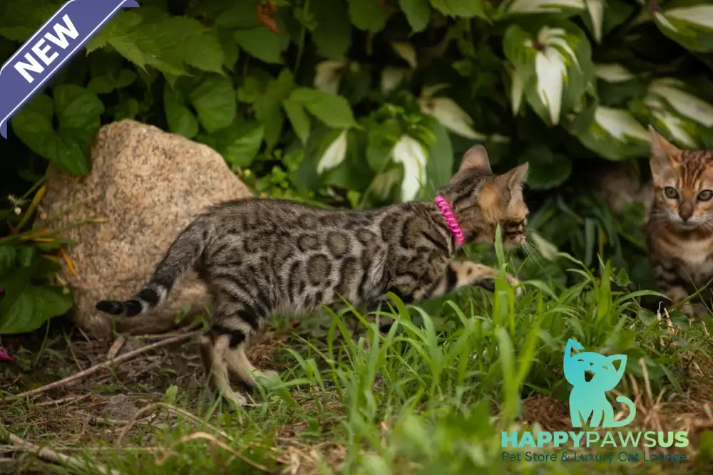 Dixie Bengal female black spotted tabby - live animals
