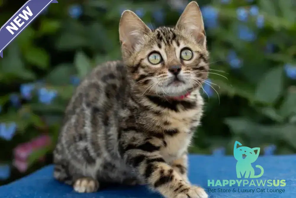 Dixie Bengal female black spotted tabby - live animals