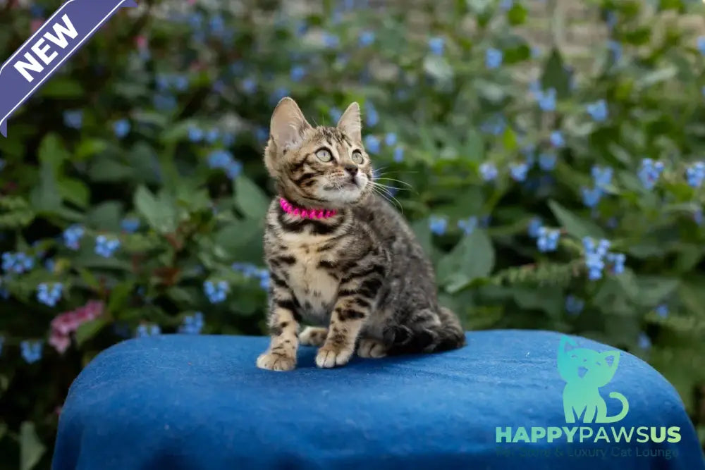 Dixie Bengal female black spotted tabby - live animals
