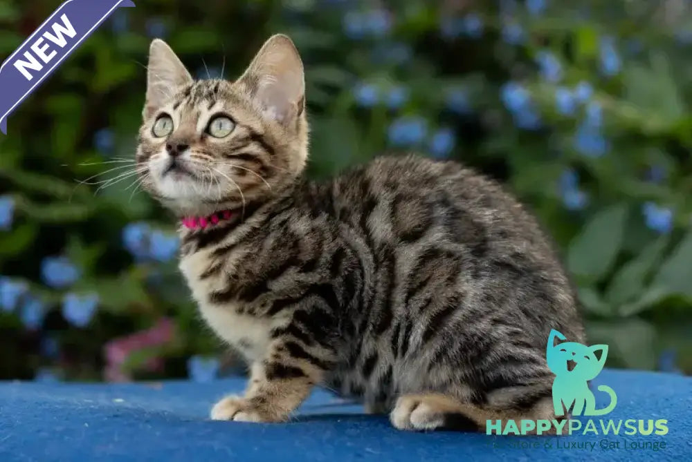 Dixie Bengal female black spotted tabby - live animals