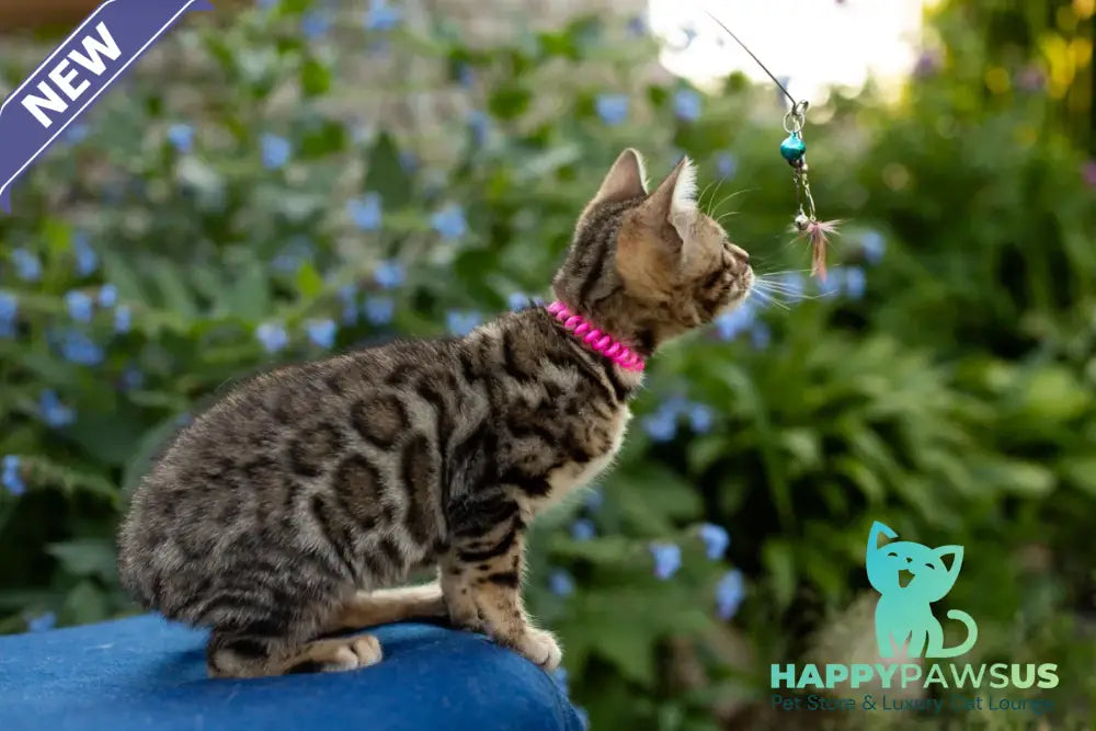 Dixie Bengal female black spotted tabby - live animals