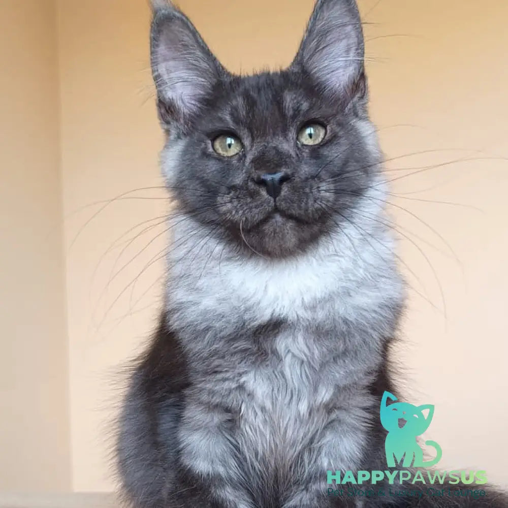 Dixon Maine Coon male black silver - live animals