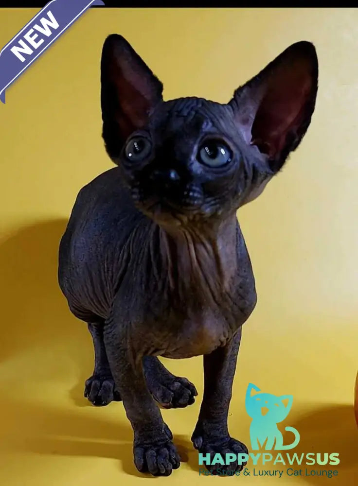 Dizel Canadian Sphynx male black - live animals