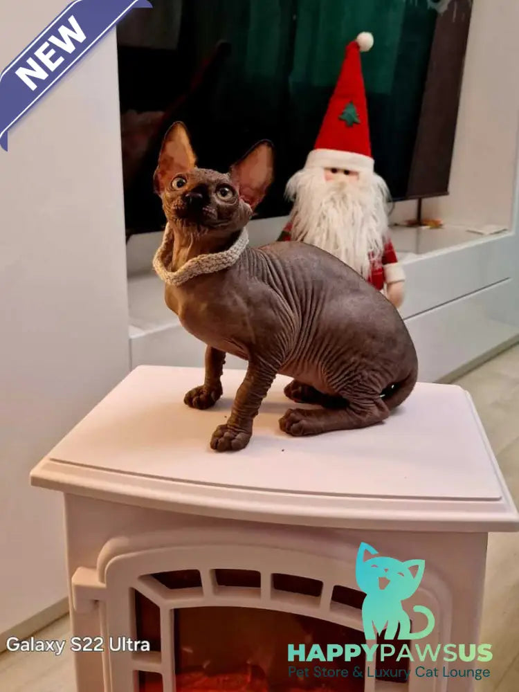 Dizel Canadian Sphynx male black - live animals