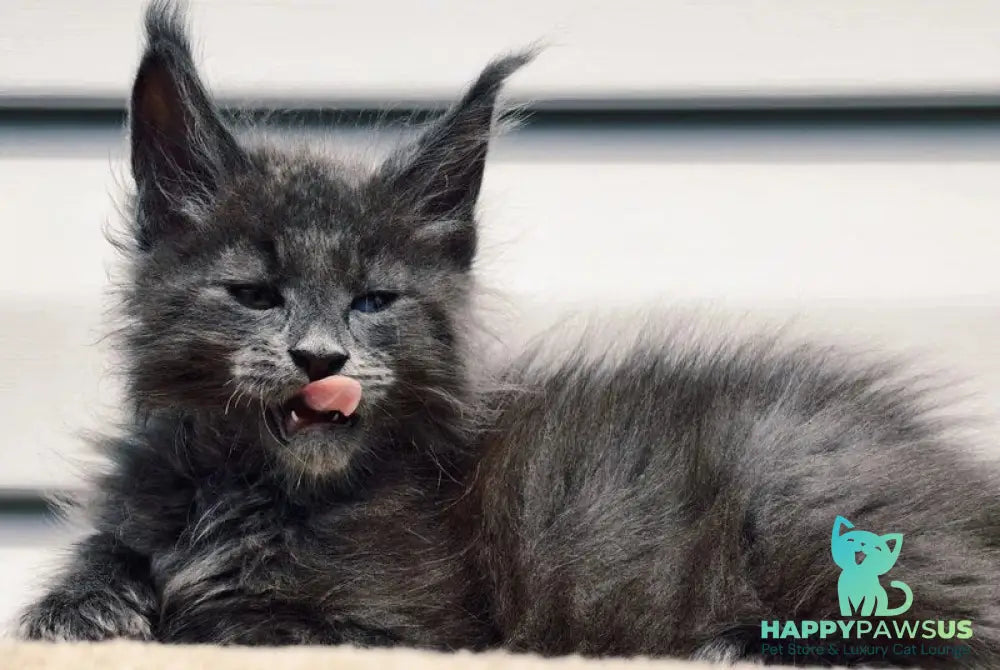 Dizel Maine Coon male blue - live animals