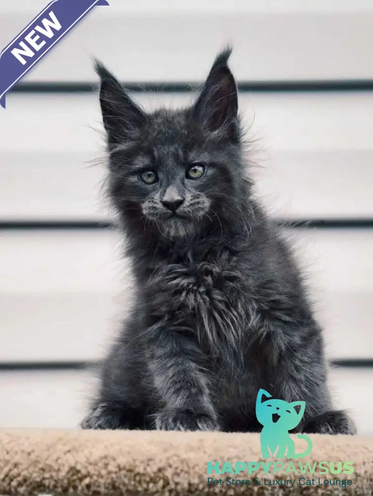 Dizel Maine Coon male blue - live animals