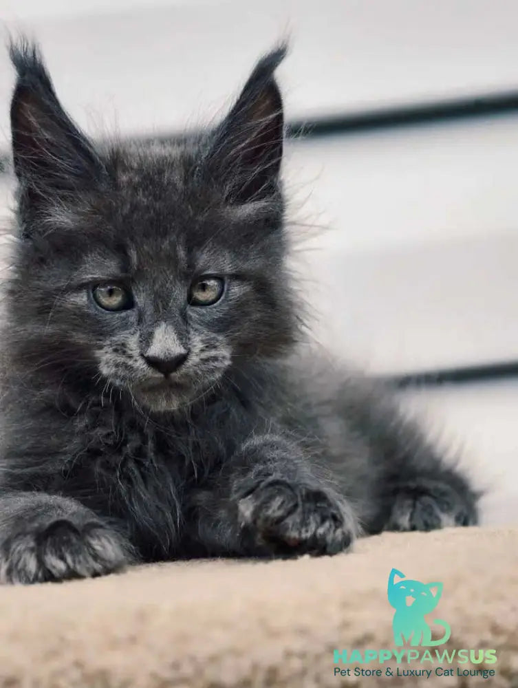 Dizel Maine Coon male blue - live animals