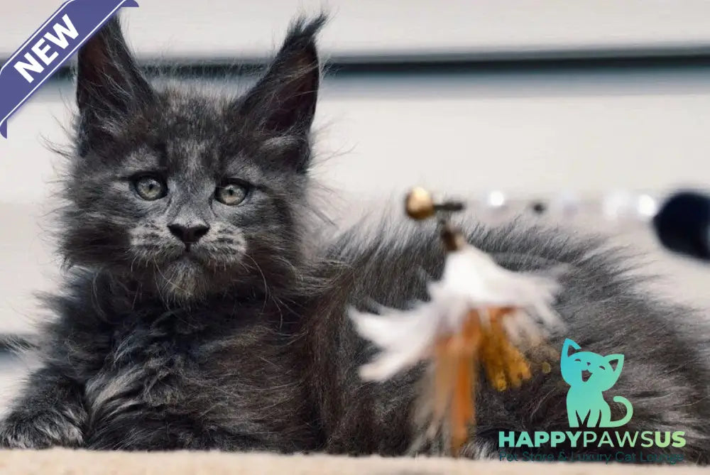 Dizel Maine Coon male blue - live animals