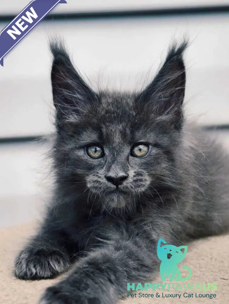 Dizel Maine Coon male blue - live animals
