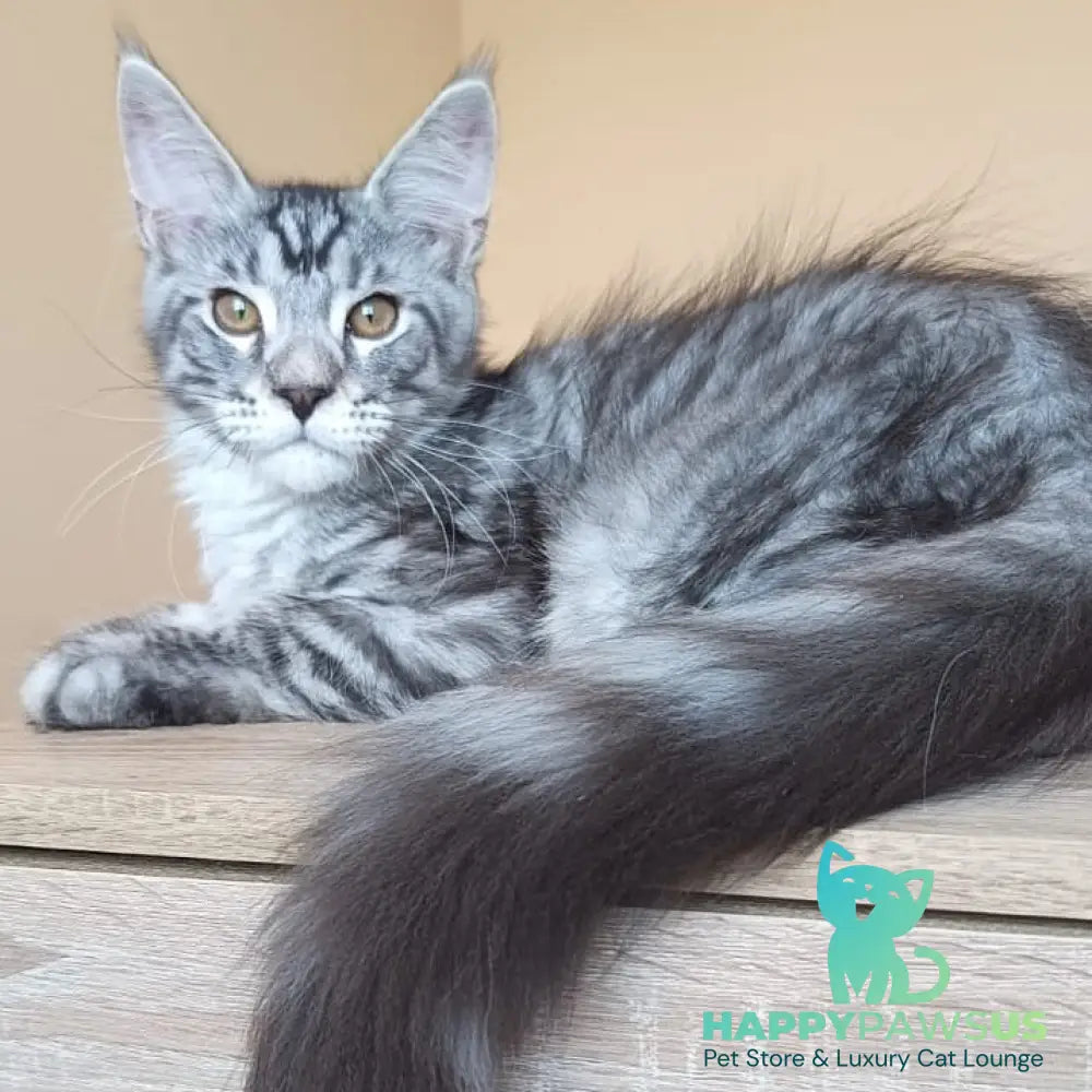 Django Maine Coon male black silver tabby - live animals