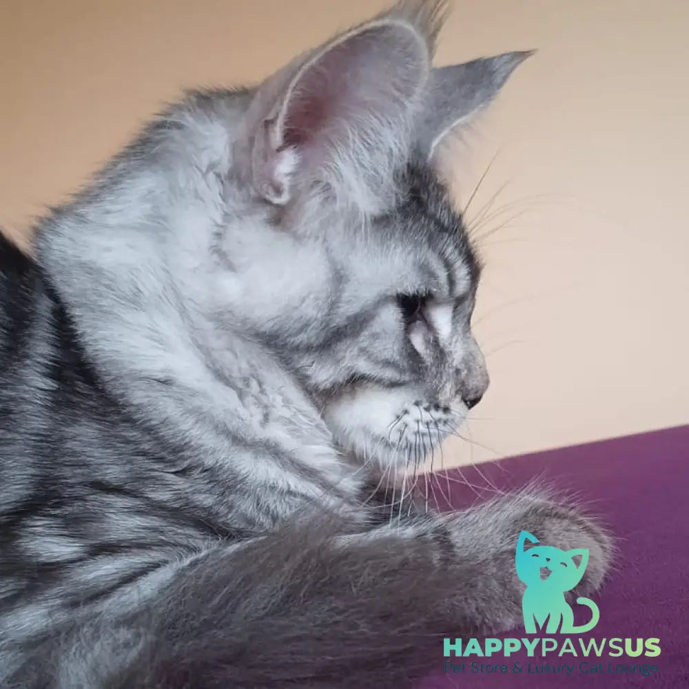 Django Maine Coon male black silver tabby - live animals