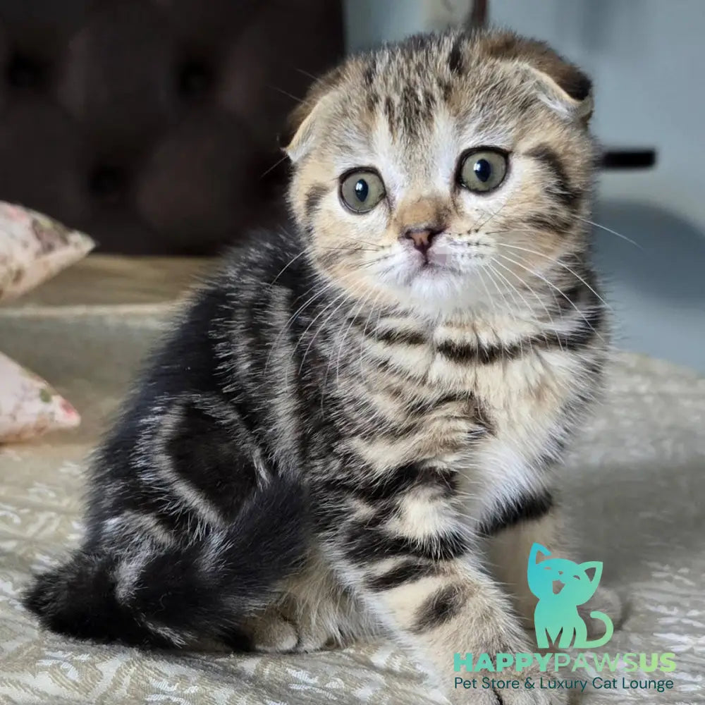 Djuliet Scottish Fold female black tabby - live animals