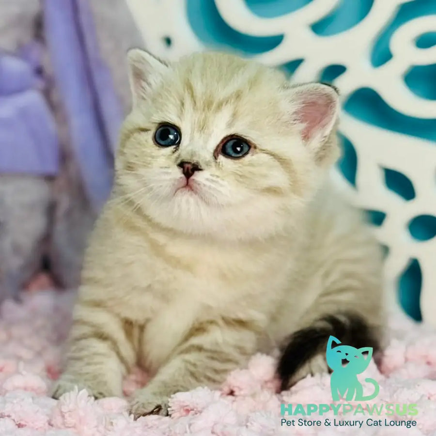 Djuliet Scottish Straight female black pointed tabby - live animals