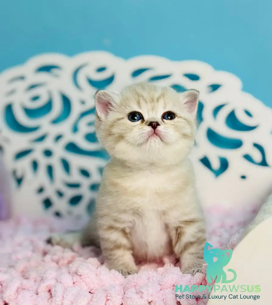 Djuliet Scottish Straight female black pointed tabby - live animals