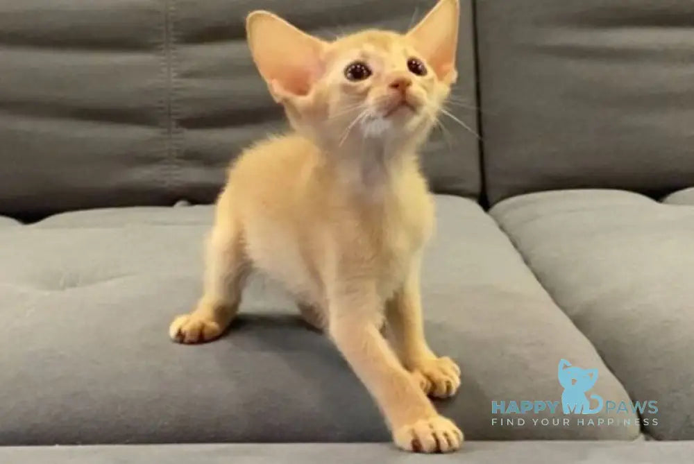 Dobby Abyssinian male fawn live animals