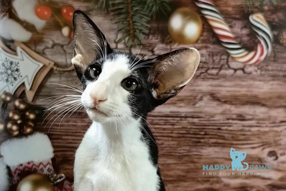 Dobby Oriental Shorthair male black bicolour live animals