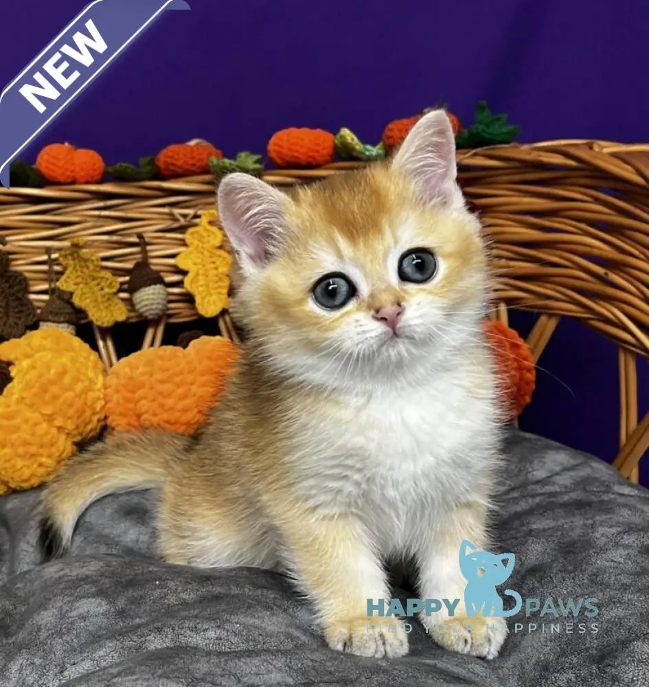 Dobby Scottish Straight male black golden chinchilla live animals