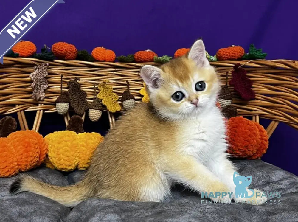 Dobby Scottish Straight male black golden chinchilla live animals