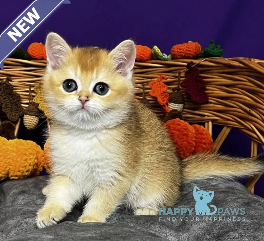 Dobby Scottish Straight male black golden chinchilla live animals