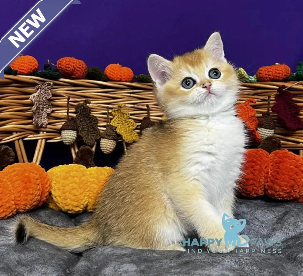 Dobby Scottish Straight male black golden chinchilla live animals