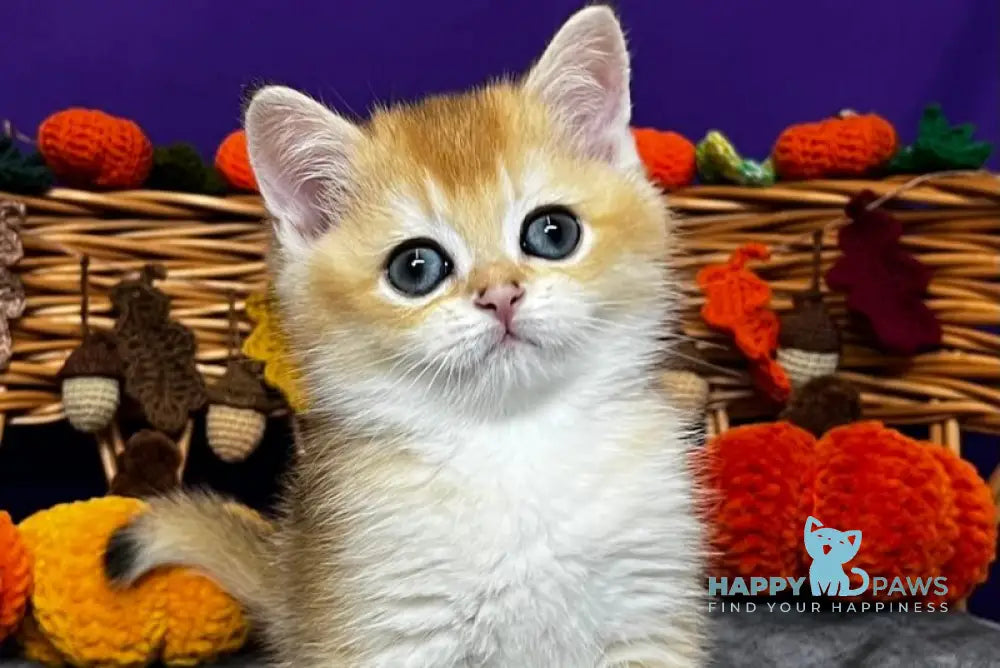 Dobby Scottish Straight male black golden chinchilla live animals