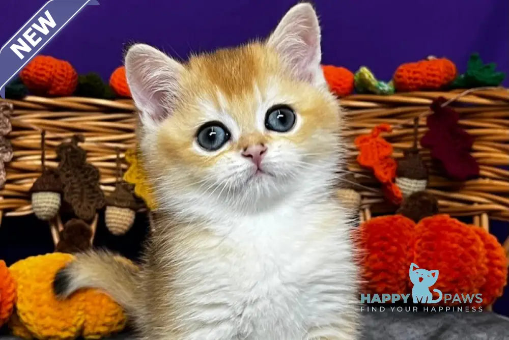 Dobby Scottish Straight male black golden chinchilla live animals