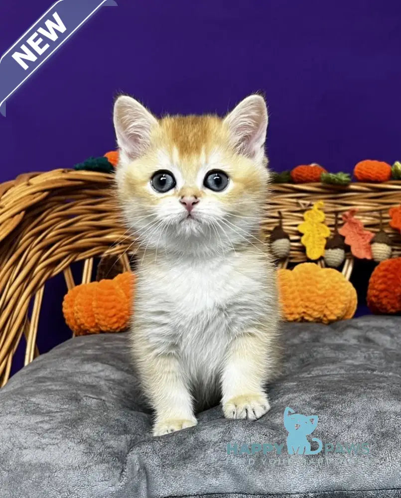 Dobby Scottish Straight male black golden chinchilla live animals