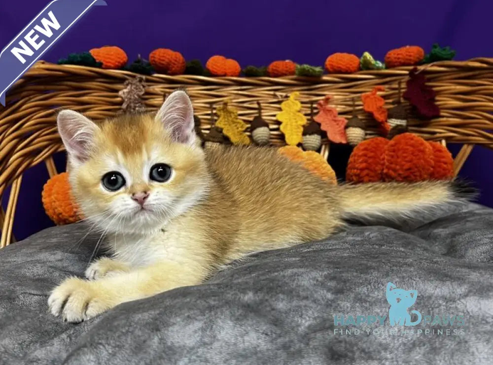Dobby Scottish Straight male black golden chinchilla live animals