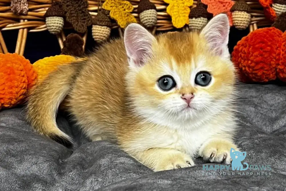 Dobby Scottish Straight male black golden chinchilla live animals