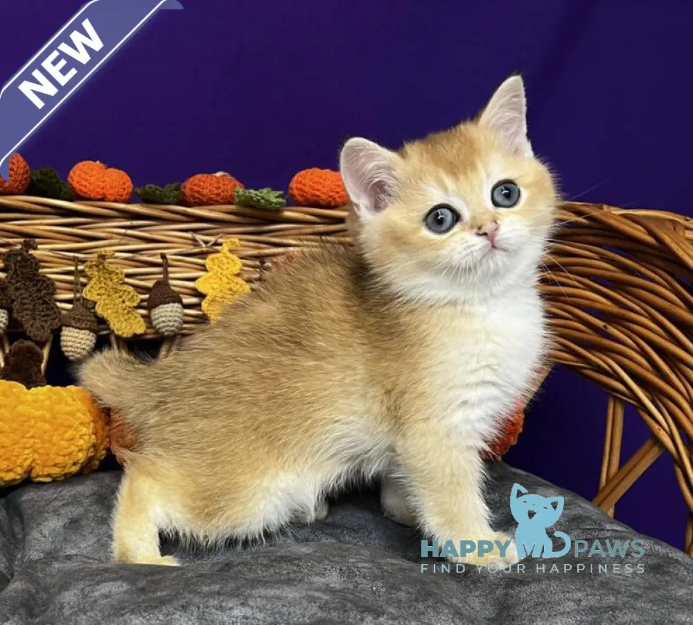 Dobby Scottish Straight male black golden chinchilla live animals