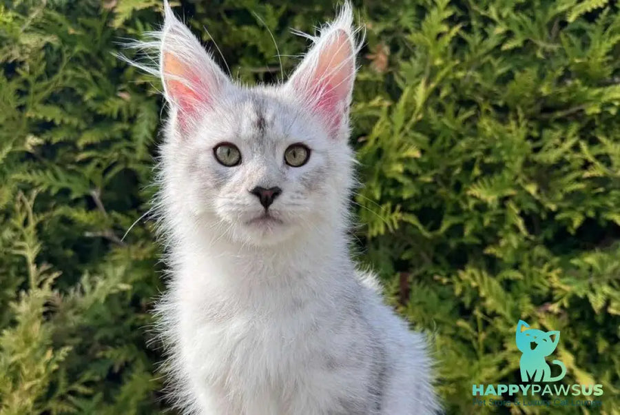 Dodge Maine Coon male black silver spotted tabby - live animals