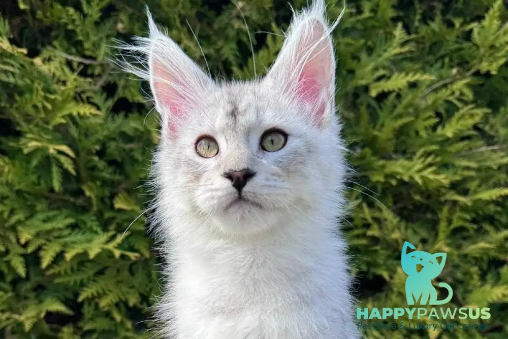 Dodge Maine Coon male black silver spotted tabby - live animals