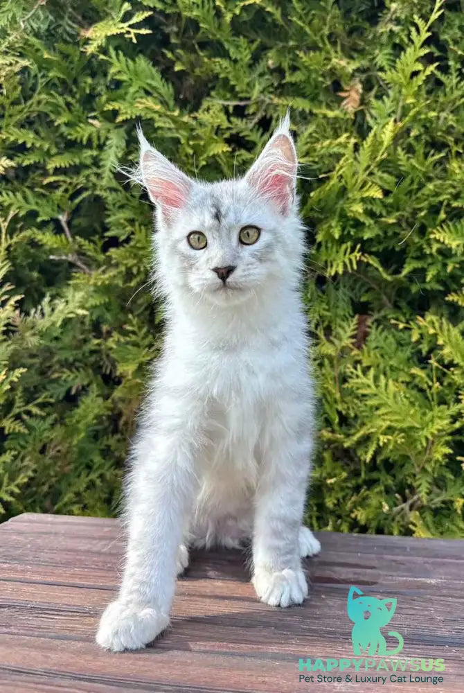 Dodge Maine Coon male black silver spotted tabby - live animals