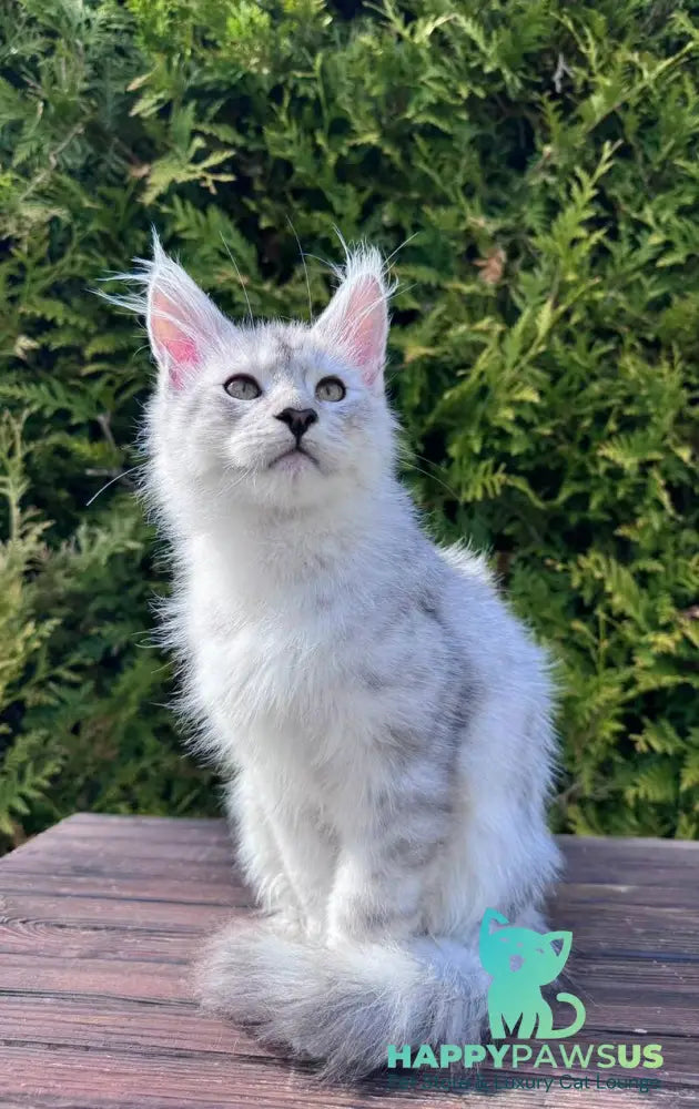 Dodge Maine Coon male black silver spotted tabby - live animals