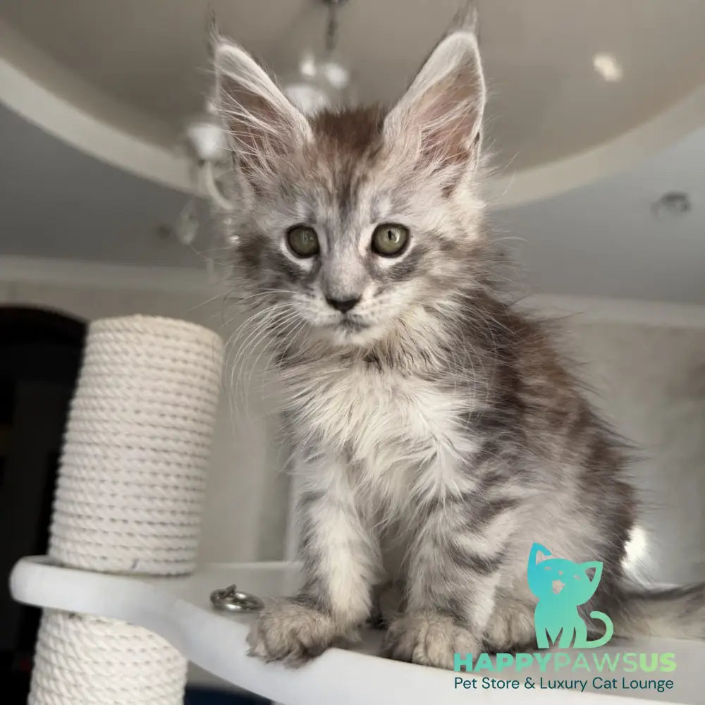 Dofrina Maine Coon female black silver tabby - live animals