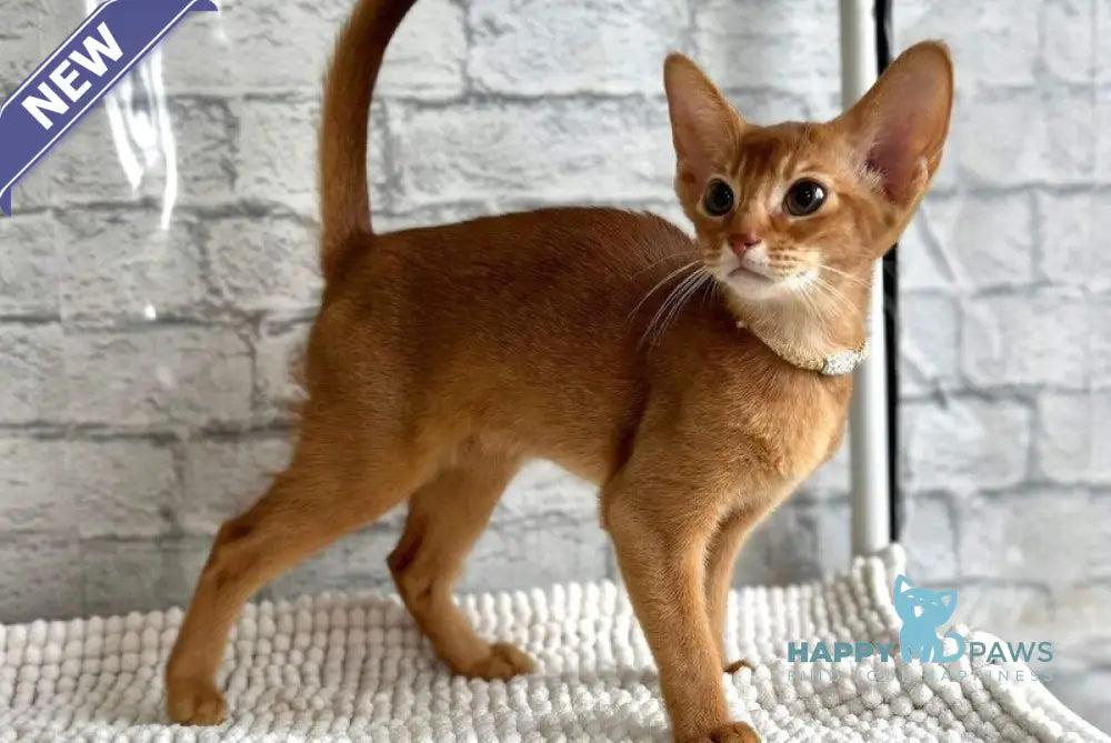 Dolce Abyssinian female cinnamon live animals