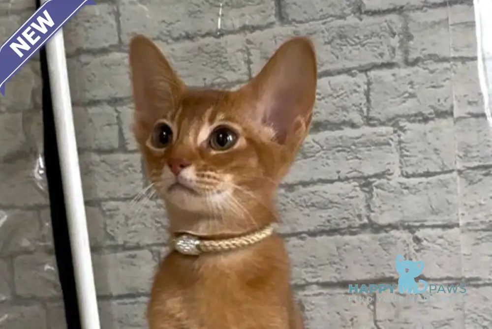 Dolce Abyssinian female cinnamon live animals