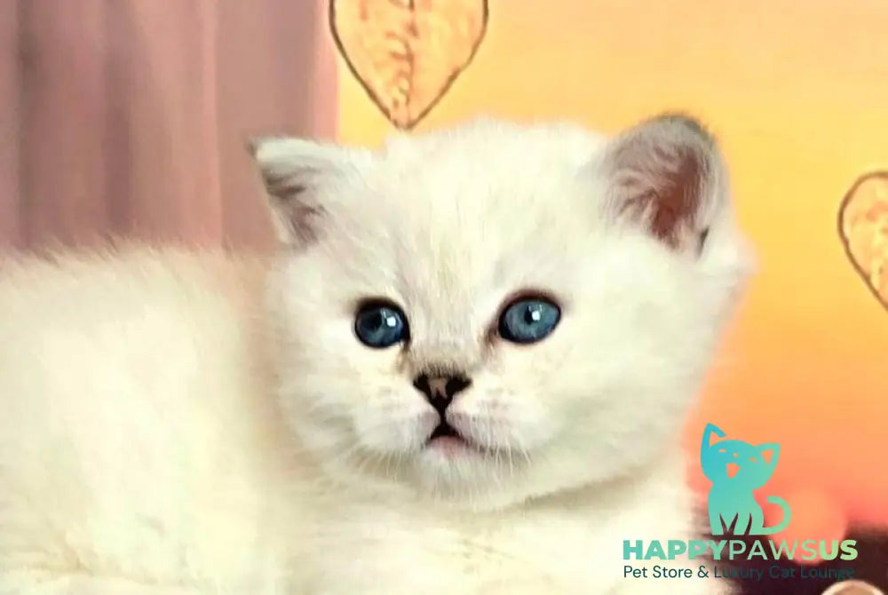 Dolce Munchkin male black silver shaded pointed live animals