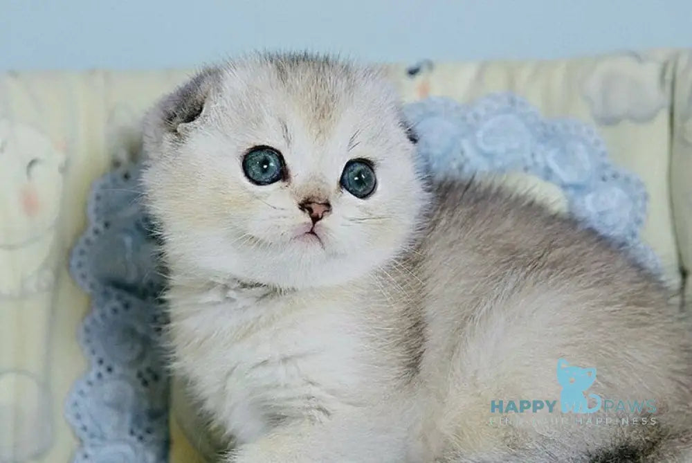 Dolce Scottish Fold female black silver ticked tabby live animals