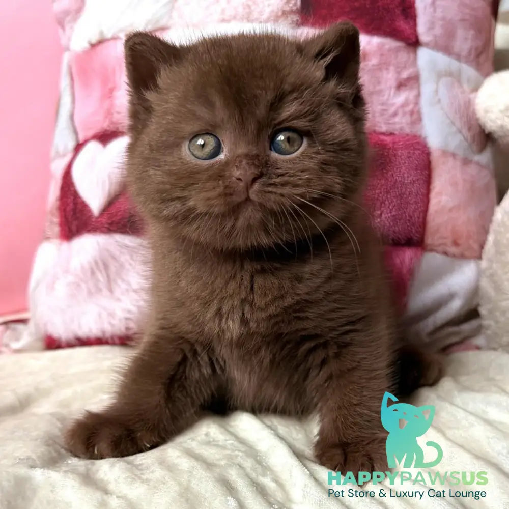 Dolce Vita British Shorthair female cinnamon - live animals